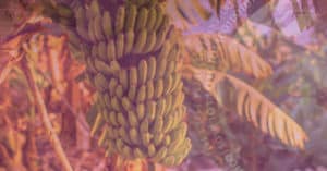 Las exportaciones de frutas tropicales
