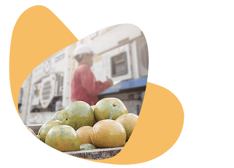 frutas y hortalizas españolas