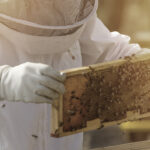 Alza de la miel low cost en España