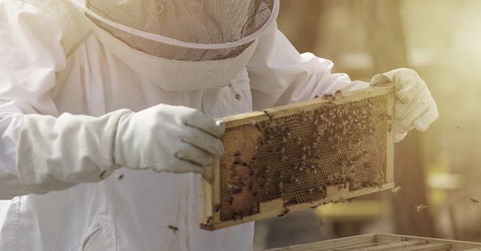 Alza de la miel low cost en España