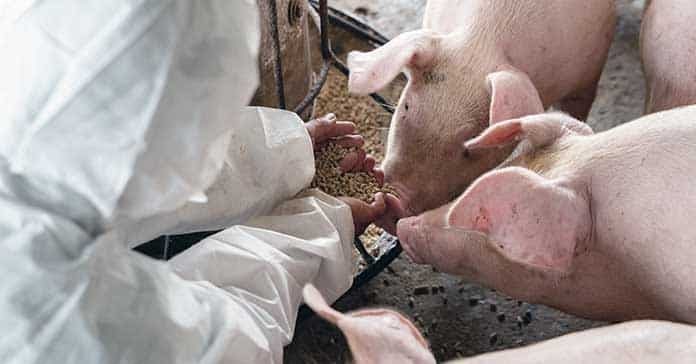 exportación carne porcina