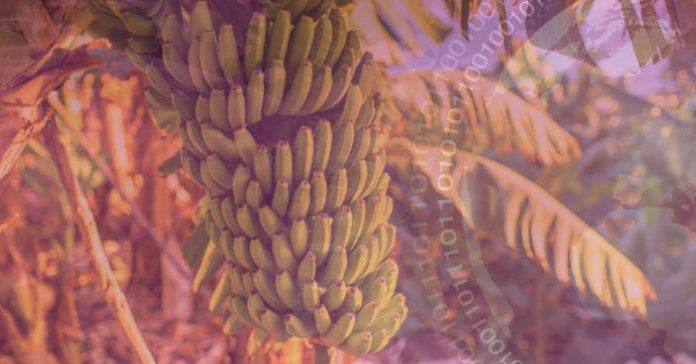 Las exportaciones de frutas tropicales